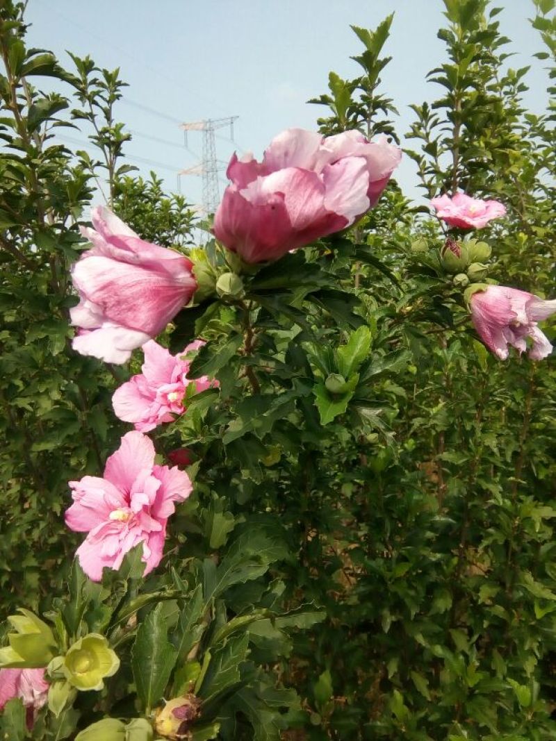 木槿苗双花单花扦插苗80cm以上
