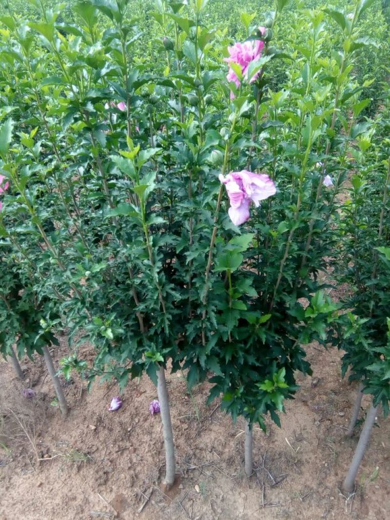 木槿苗双花单花扦插苗80cm以上