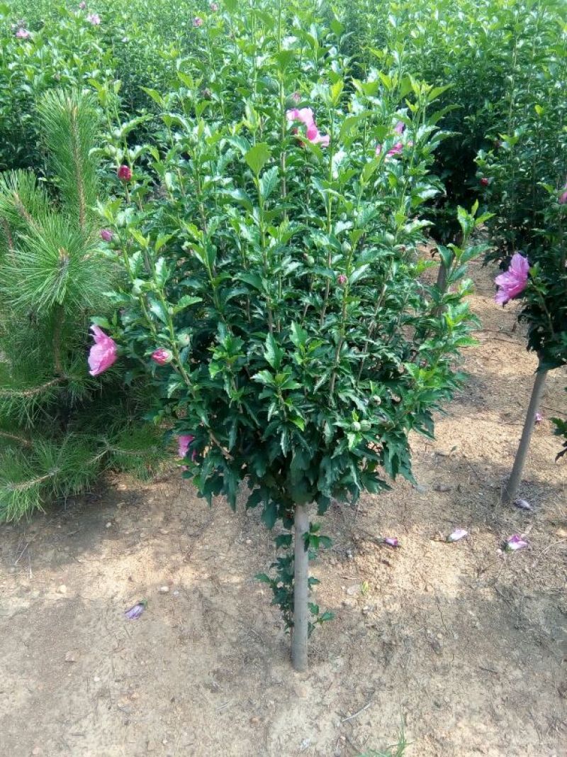 木槿苗双花单花扦插苗80cm以上