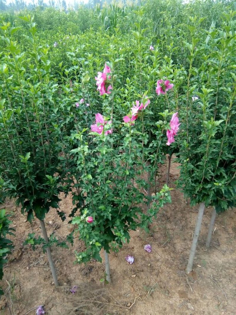 木槿苗双花单花扦插苗80cm以上