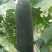 黑皮冬瓜20斤以上吊冬瓜