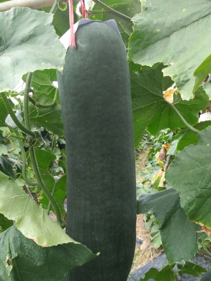 黑皮冬瓜20斤以上吊冬瓜