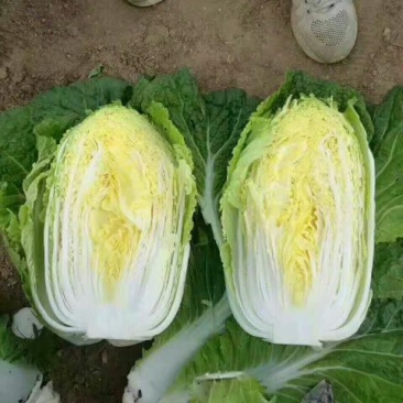黄心大白菜产地看货，保质保量支持视频看货一条龙服务
