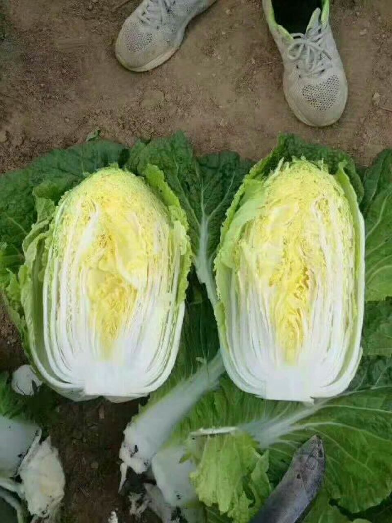 黄心大白菜产地看货，保质保量支持视频看货一条龙服务