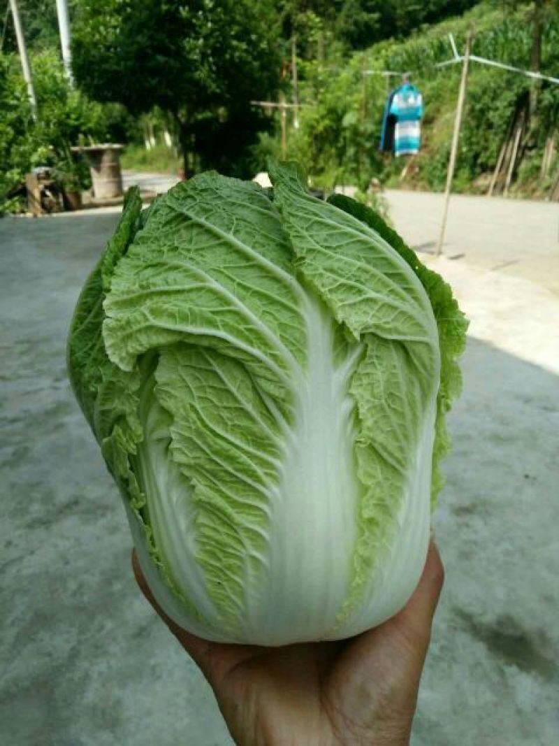 黄心大白菜产地看货，保质保量支持视频看货一条龙服务