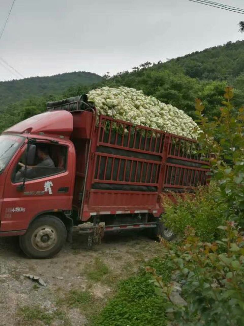 黄心大白菜产地看货，保质保量支持视频看货一条龙服务