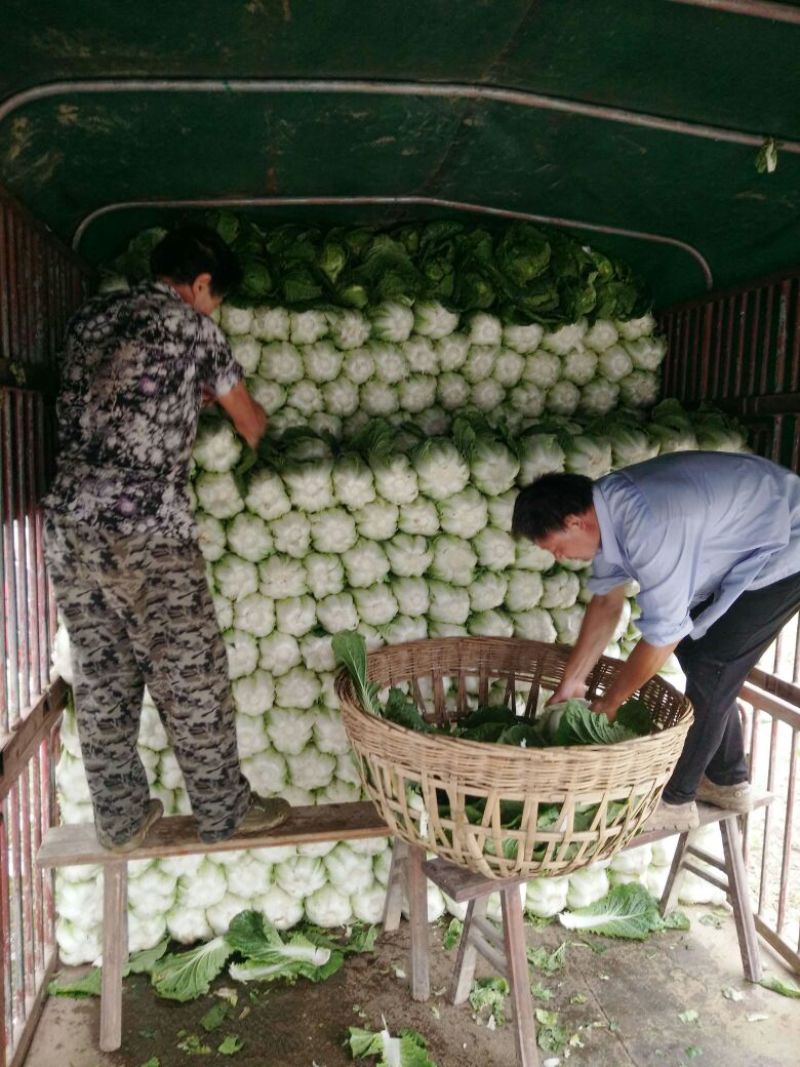 黄心大白菜产地看货，保质保量支持视频看货一条龙服务
