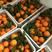 橙子果园看货采摘货源充足保质保量欢迎咨询订购