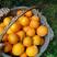 橙子果园看货采摘货源充足保质保量欢迎咨询订购