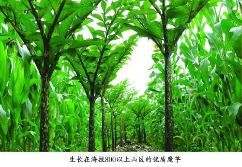 魔芋鲜货