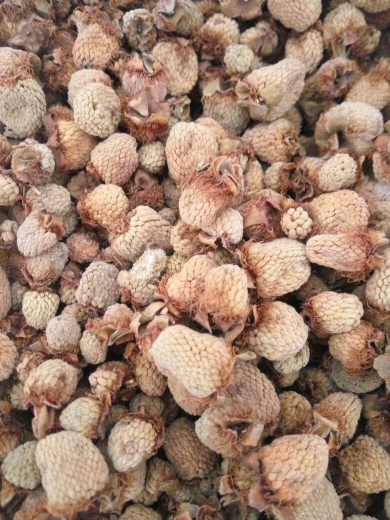 浙江覆盆子，掌叶覆盆子。