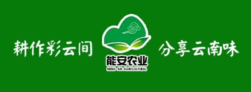 云南鲜花饼精美包装新鲜烘焙可微商电商全国代发