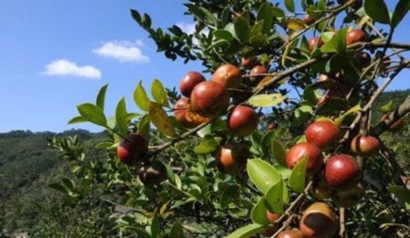 油茶籽95%以上
