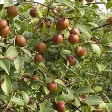油茶籽95%以上
