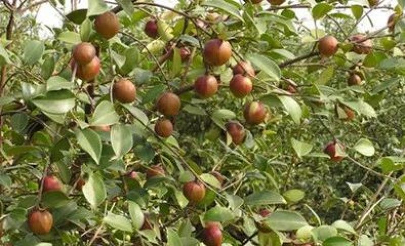 油茶籽95%以上