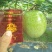 黄金百香果黄果100~120g