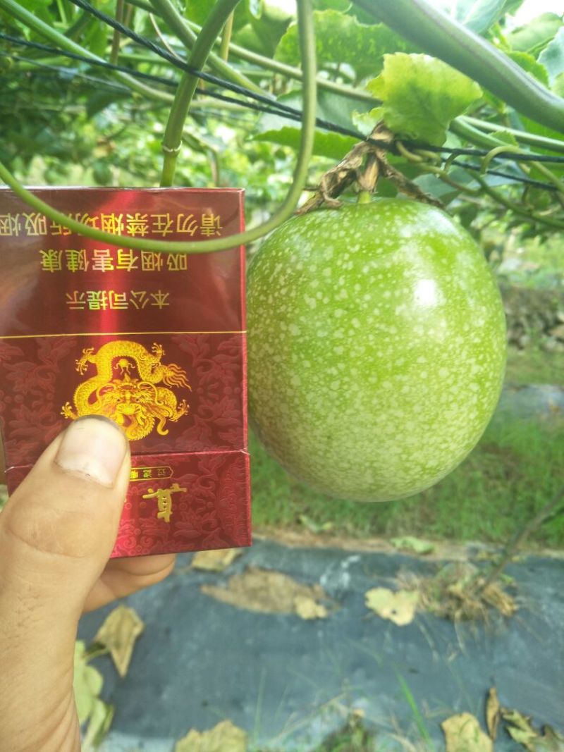 黄金百香果黄果100~120g
