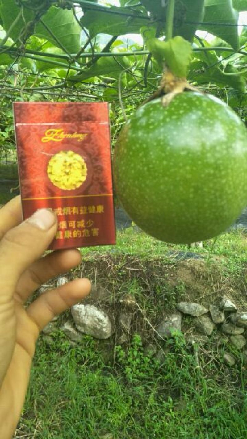 黄金百香果黄果100~120g