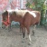 矮马100~200kg