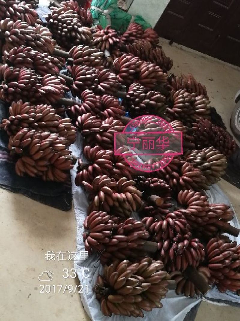 一件代发】一级红香蕉基地直供，包售后，不泡药水新鲜健康