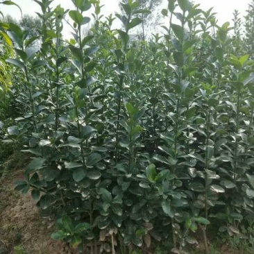 冬青苗50~60cm