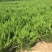 龙柏