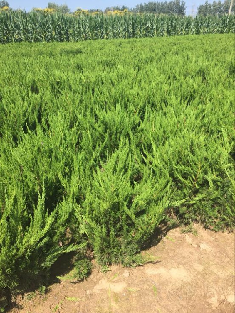 龙柏