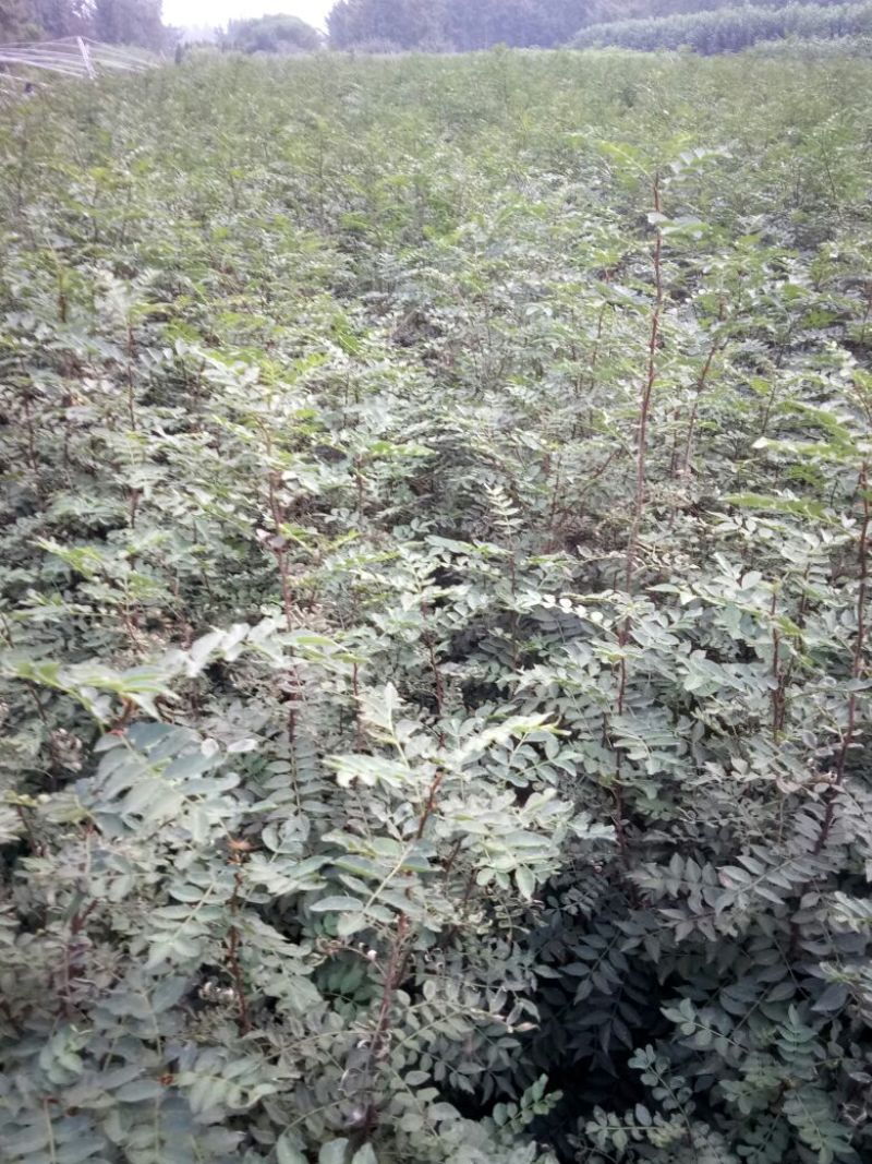 花椒苗1~2年