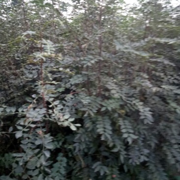 花椒苗1~2年
