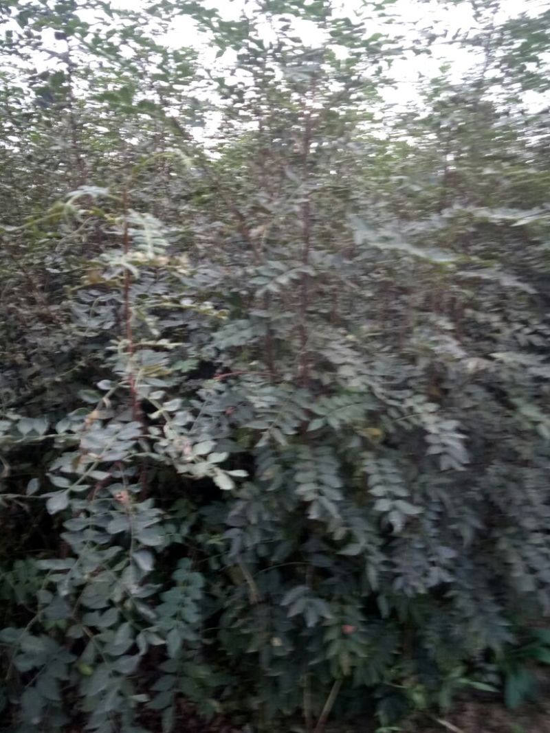 花椒苗1~2年