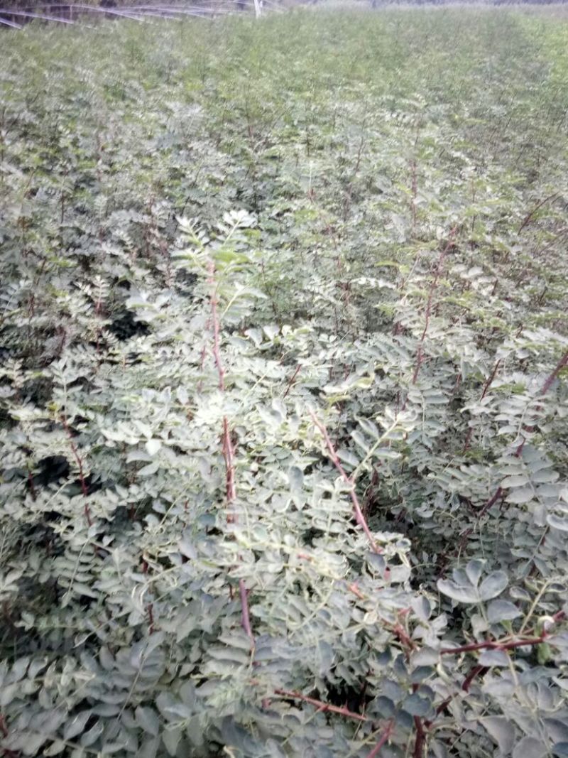 花椒苗1~2年
