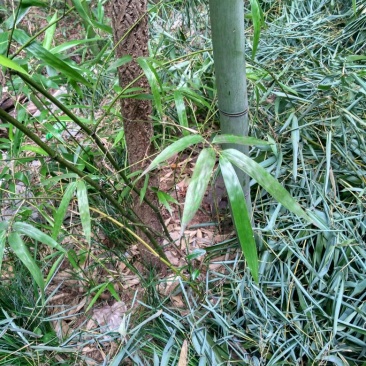毛竹苗80cm以上