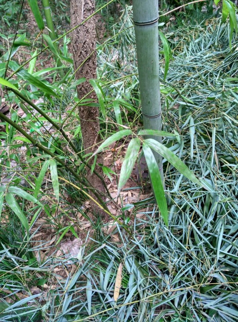 毛竹苗80cm以上