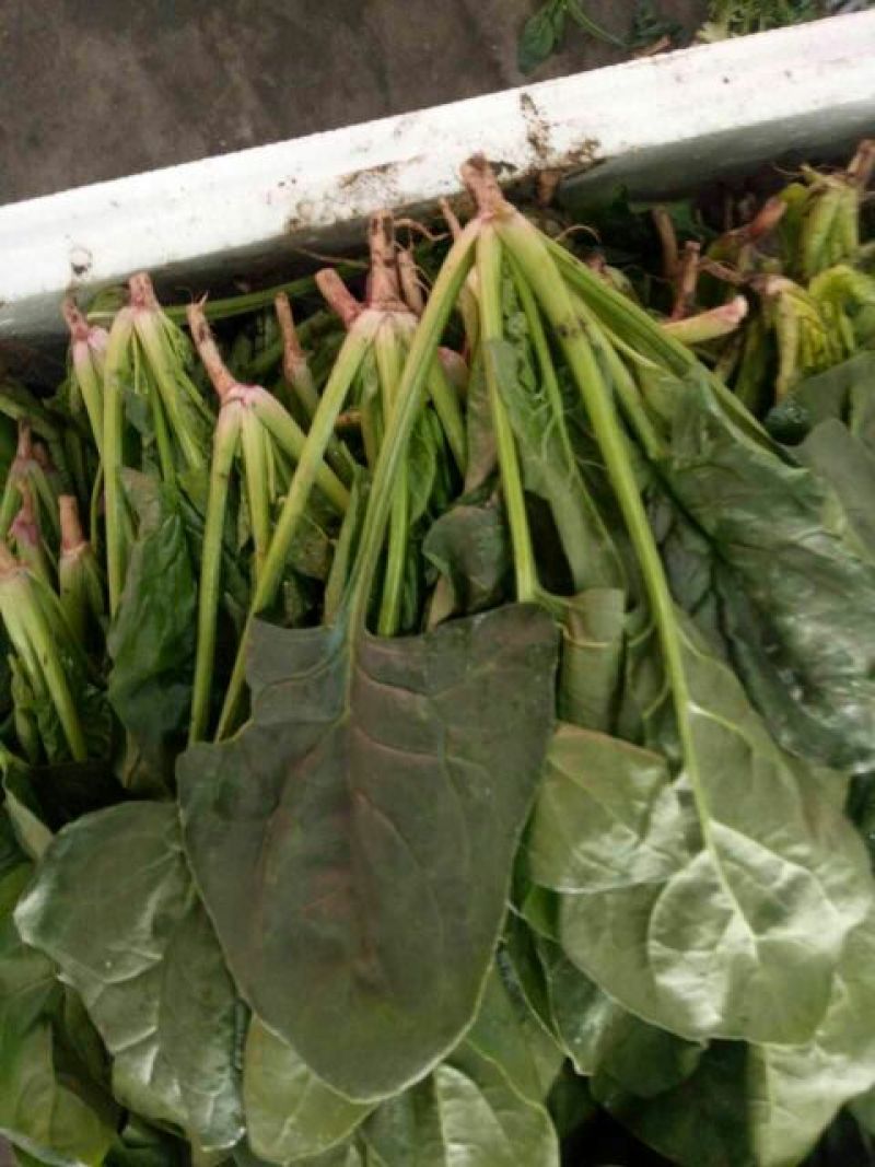 秋菠菜20~25厘米