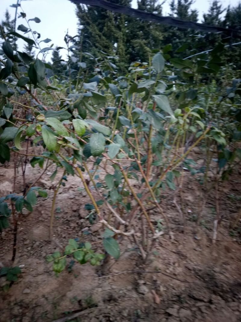 蓝莓苗2年以上80~100cm