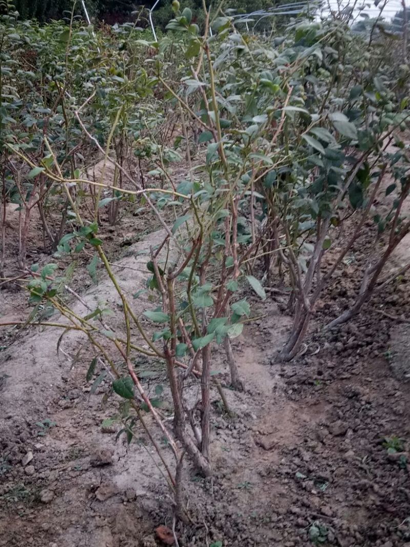 蓝莓苗2年以上80~100cm