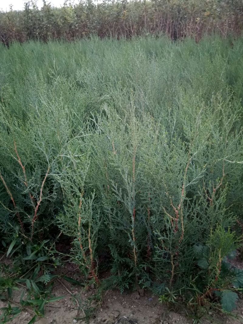 侧柏苗20~30cm