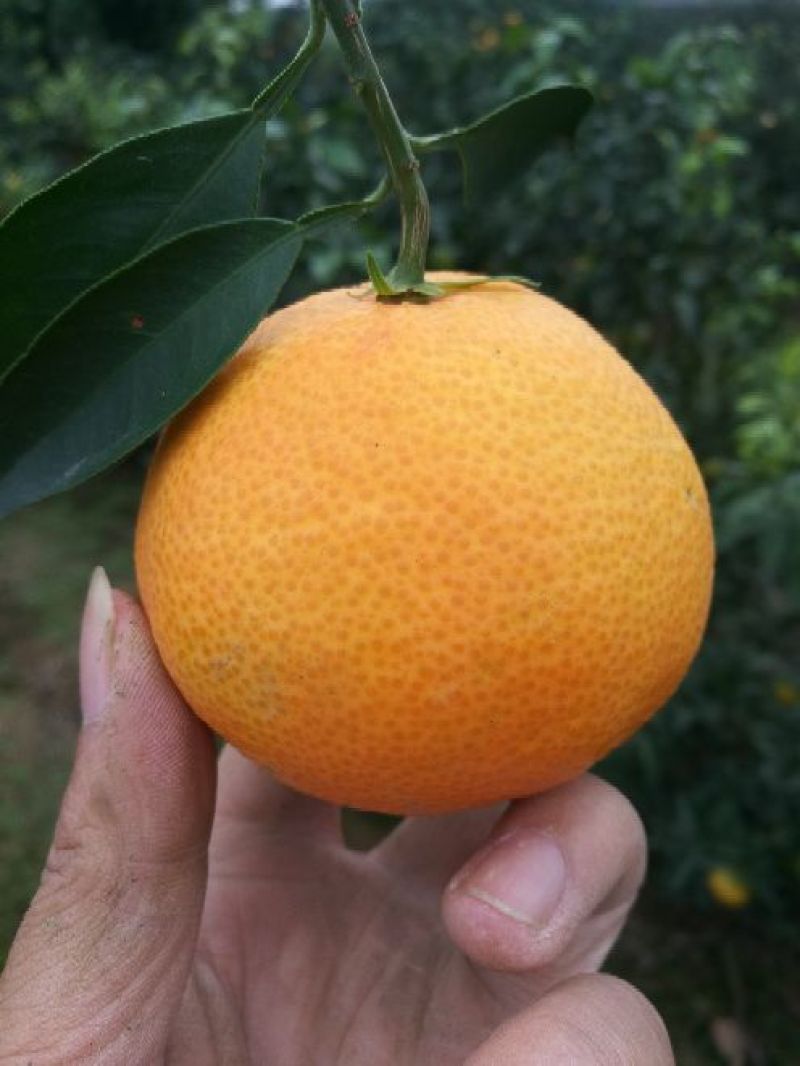 爱媛38号6.5~7cm