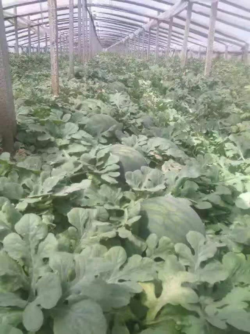 无籽西瓜8斤打底8成熟1茬
