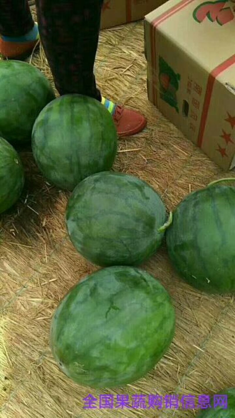 无籽西瓜8斤打底8成熟1茬