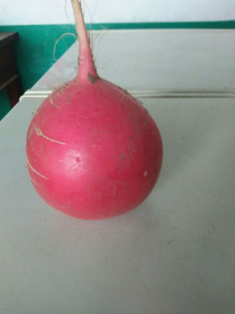 红皮萝卜
