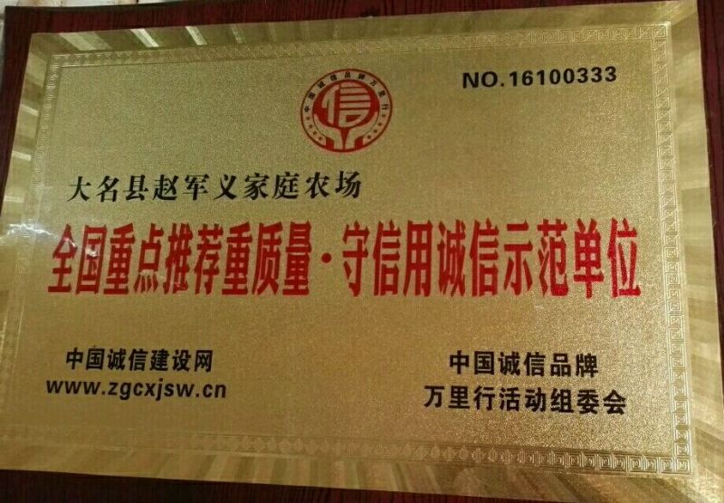 【军义农场】农场直供毛葱2cm现货大量供应诚信报价