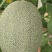 西州蜜瓜四斤打底