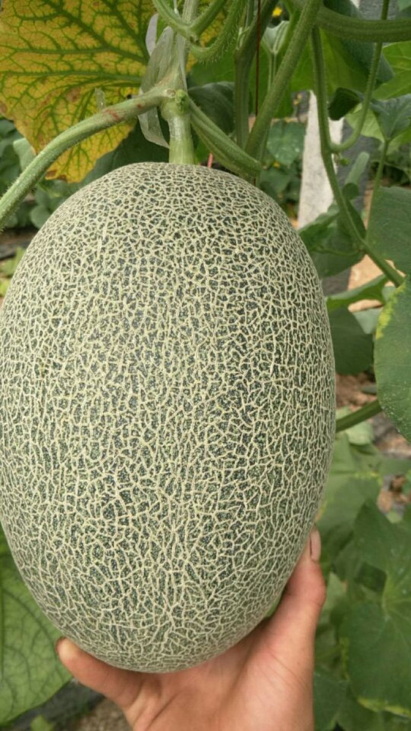 西州蜜瓜四斤打底
