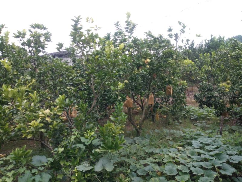 蜜柚2斤以上