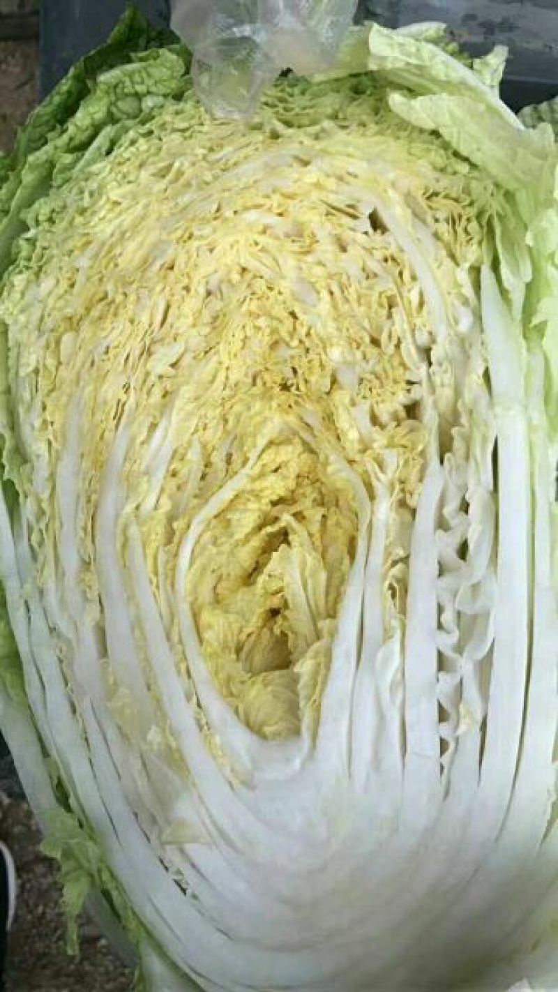 白菜2~3斤净菜