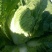白菜2~3斤净菜