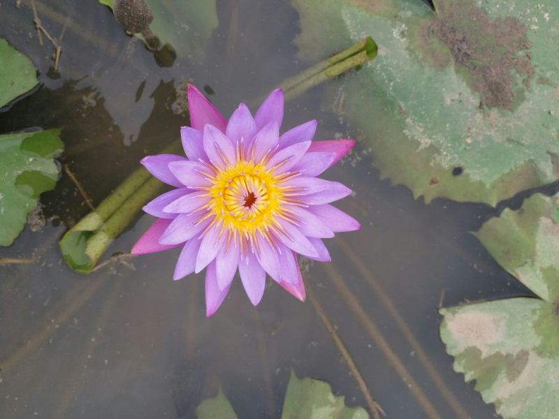 睡莲，巴拿马，根长10公分，紫色花，产地直销