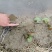 睡莲，巴拿马，根长10公分，紫色花，产地直销