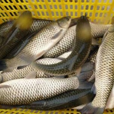 鲤鱼食用1~2公斤